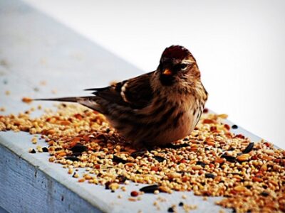 Is Your Bird Feed Full of Weed Seed? Image